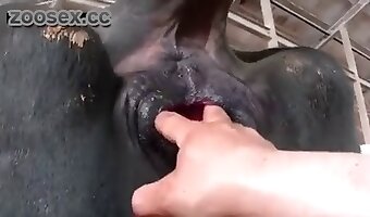 fingering, zoo porn videos